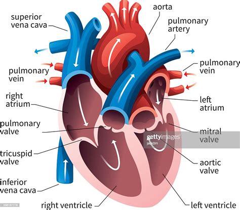 Sistema Circulatorio Del Corazón Humano Ilustración De Stock Getty Images