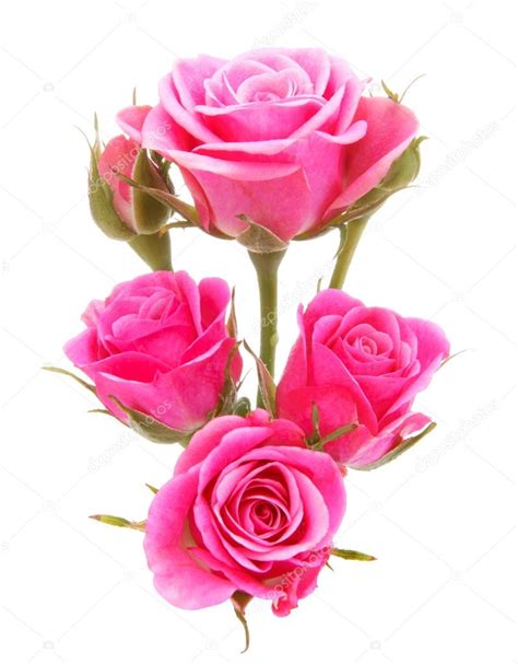 Pink Rose Flower Bouquet Isolated On White Background