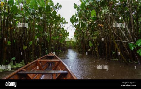 Amazon Rainforests Water Path Stock Photo Alamy