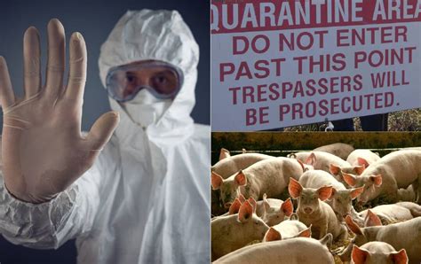 Animal Disease Threat Increasing But Australia Is Well Placed Farm