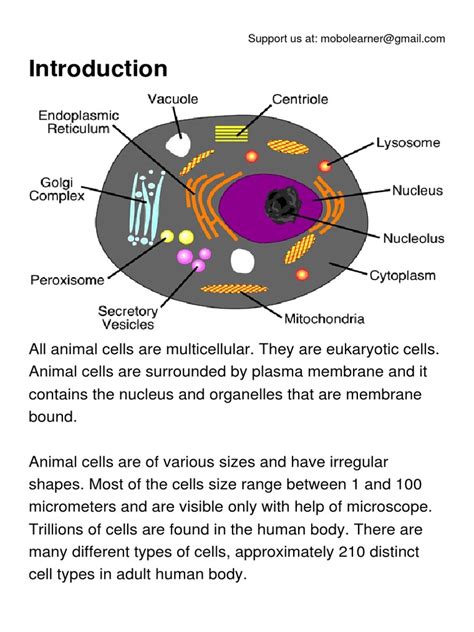 Animal Cell Labeled Mastering Biology Animal Cell Parts Labeled
