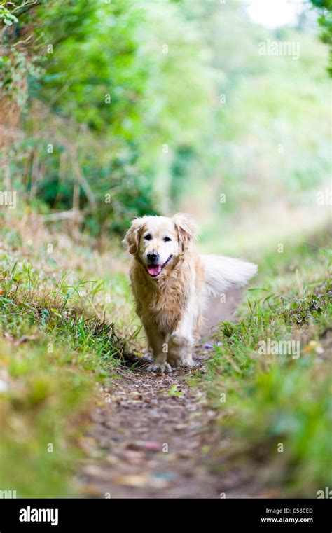 Beautiful Elegant Healthy Old Female Golden Retriever Out For A Walk In The Countryside Stock