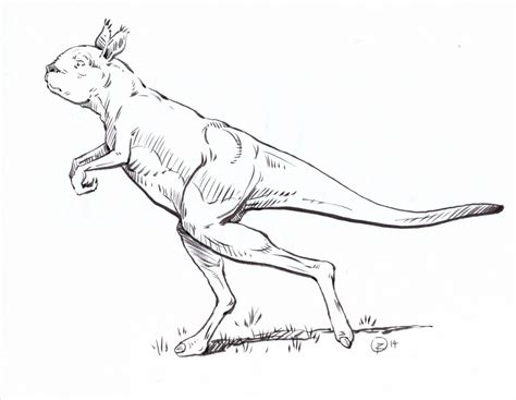 Los Canguros Gigantes Extintos Caminaban En Vez De Saltar