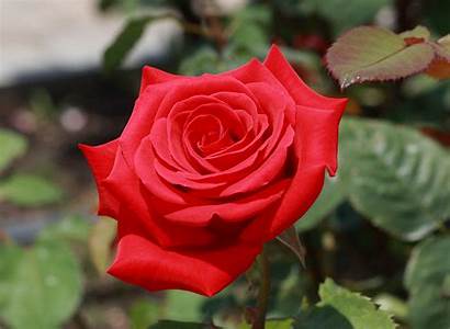 Rose Rosa Kardinal Wikipedia Wiki