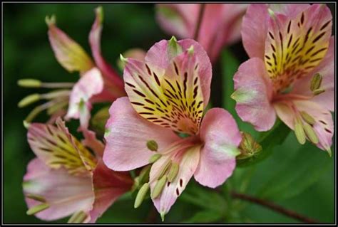 Lily of the valley is a beautiful flower, and is very often associated with weddings. Inca Lily (Alstroemeria) Symbolizes both a lasting ...