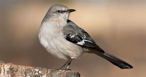 Northern Mockingbird Identification All About Birds Cornell Lab Of