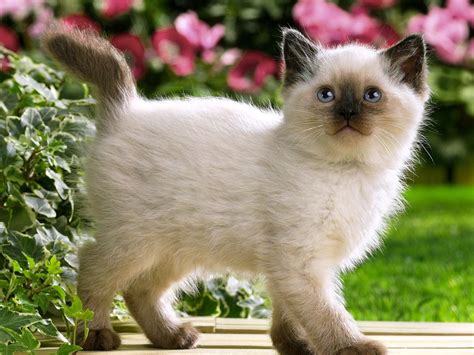 Los 10 Gatitos Más Bonitos De Internet Animales Bonitos Fotos Con
