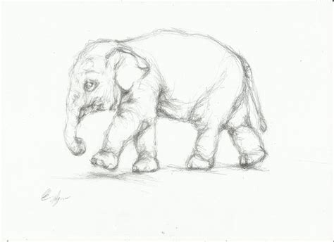 Elephant Baby Drawing At Getdrawings Free Download