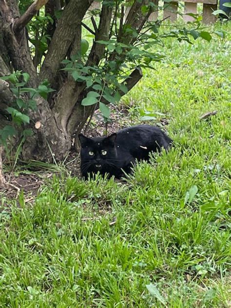 Short Haired Black Cat Taken To Aurora Animal Shelter Today Tanner