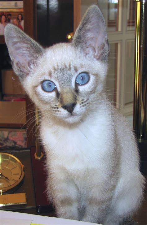 65 Best Images About Siamese Lynx Point Siamese Cats On