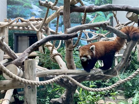 6 Things To Do At Macau Giant Panda Pavilion And Seac Pai Van Park