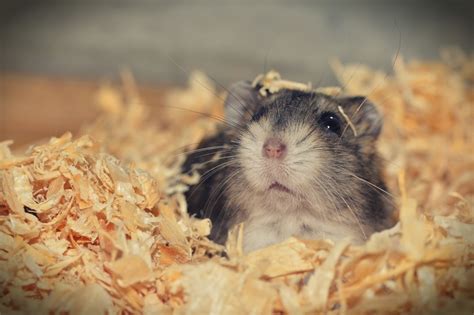 8 Things You Should Know Before Getting A Pet Hamster Pethelpful