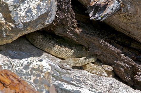 Five Things I Learned While Mapping Rattlesnake Dens National Forest