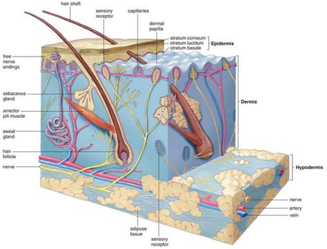 14 Best Integumentary Images On Pinterest Physiology Skin Anatomy