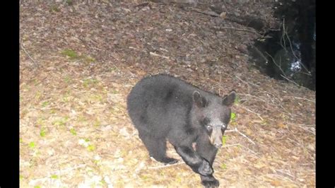 Quabbin Area Trail Cameras Youtube