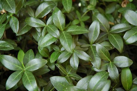 Charles office on our website. Bowles Periwinkle (Vinca minor 'Bowles') in St. Charles ...
