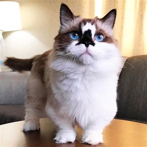 Welcome to the munchkin cat fan page! That munchkin cat life. | Munchkin cat, Cute animals, Cat life
