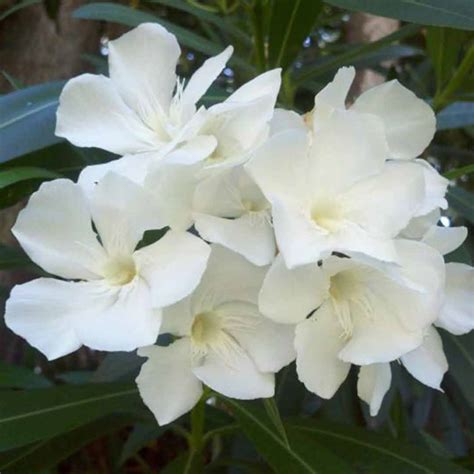 Nerium Oleander Plant White Santhi Online Plants Nursery