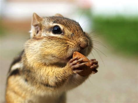 Greedy Chipmunk Eating Almond Chipmunk Pictures Preview