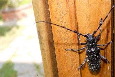 10 Of The Scariest Bugs In The World Powered By Orange