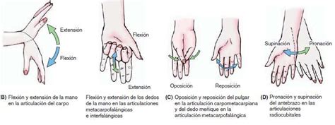 Movimientos De La Mano Fisiostar