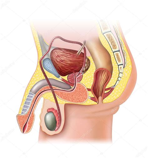 Male Reproductive System Stock Photo By Andreus 10153682