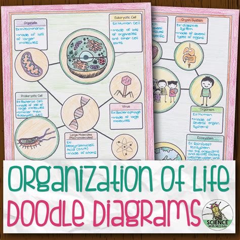 Organization Of Life Biology Doodle Diagram Store Science And Math
