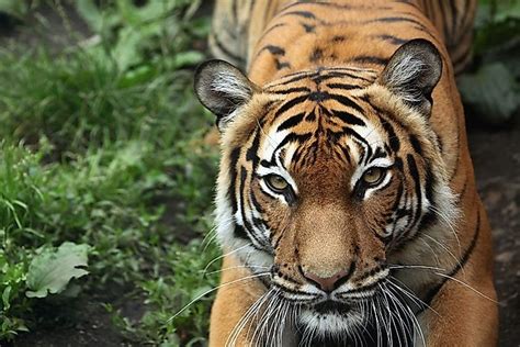 Top five endangered species found in malaysia Malaysia's Critically Endangered Mammals - WorldAtlas.com