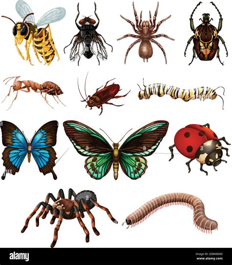 Set Of Different Wild Insects Stock Vector Image And Art Alamy