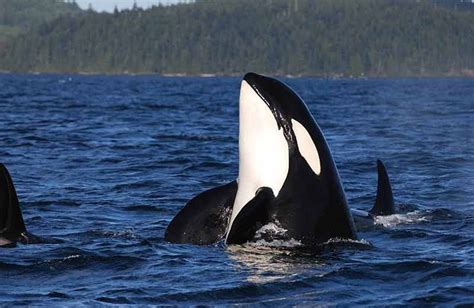 Whale Watching Vancouver Island Whale Watching Tours Orca Whales