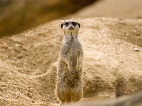 Free Download Meerkats Wallpapers Fun Animals Wiki Videos Pictures