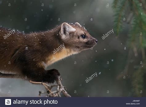 American Marten Hi Res Stock Photography And Images Alamy