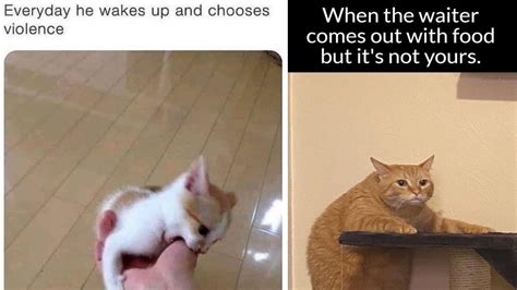 25 Cat Memes For A More Wholesome Weekend Know Your Meme