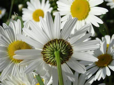 Daisy Flowers Meadow Summer · Free Photo On Pixabay