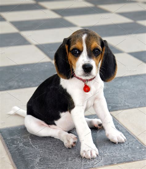 63+ Images Of Cute Beagle Puppies - l2sanpiero