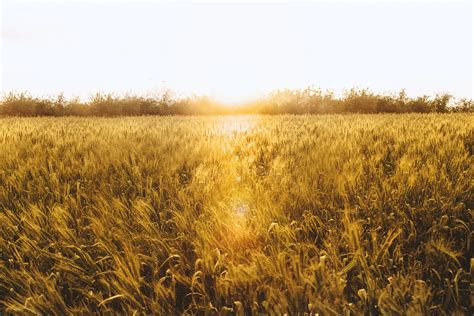 Wheat Field Cornfield Free Photo On Pixabay Pixabay