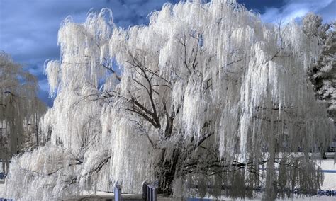 Weeping Willow Tree Wallpapers And Backgrounds 4k Hd Dual Screen