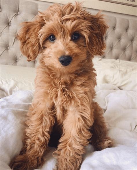 Complete Guide To The Irish Doodle In 2020 Puppies