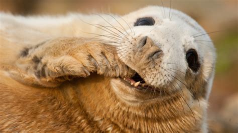 Wallpaper Grey Seal Scotland Sable Island Funny Teeth Young