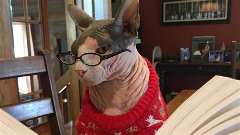 Zeus the hairless cat owns 500 articles of clothing: KIDS DRESS UP HAIRLESS CAT IN FUN CAT COSTUMES! 😹 - YouTube