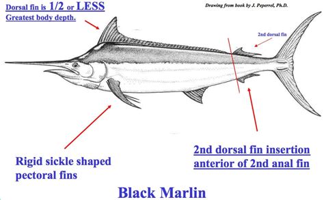 Black Or Blue Marlin Heres How You Can Id Them Bdoutdoors