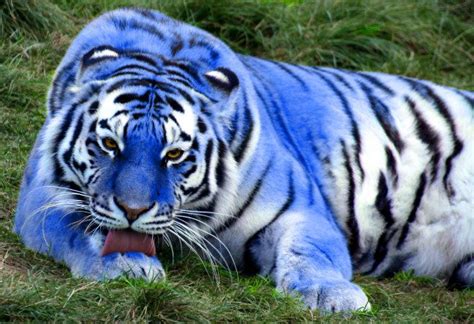 South China Tiger Blue Maltese Tigers Are Blue Colored Tigers From