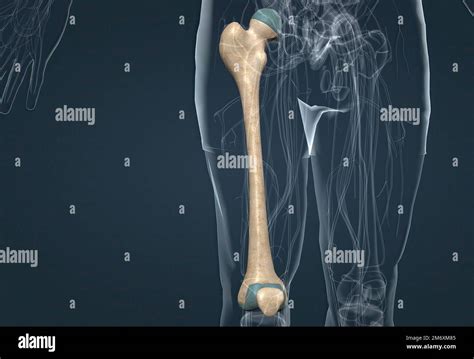 Human Anatomy Bony Pelvis And Lower Limb Knee Patella Stock Photo Alamy