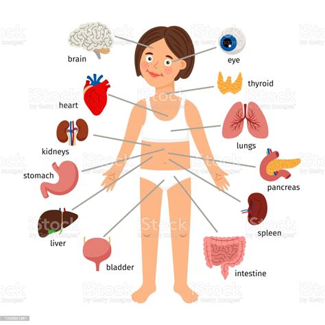 Download a free preview or high quality adobe illustrator ai, eps, pdf and high the human body contains five organs that are considered vital for survival. Girl Internal Organs Female Human Internal Organs On Girl ...