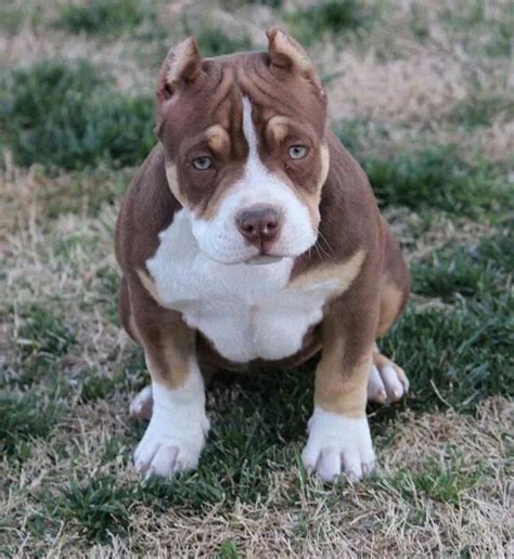 58 Best Images Tri Color Pitbull Puppies For Sale Panda Puppies For