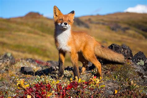Hintergrundbilder Tiere Tierwelt Tundra Grauer Fuchs Fauna
