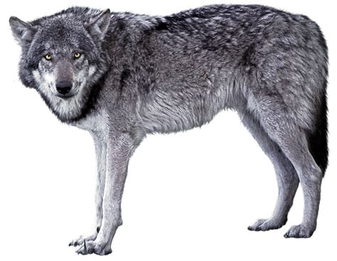 Each wolf images can be used personally or download png. Wolf PNG Images Transparent Free Download | PNGMart.com