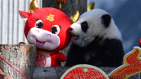 China Reserve Shows Off 10 Panda Cubs To Mark Lunar New Year