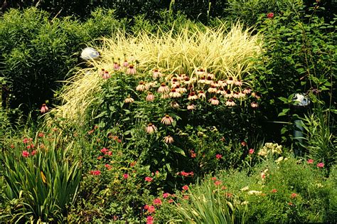 An Introduction To Ornamental Grasses And Grasslikes For