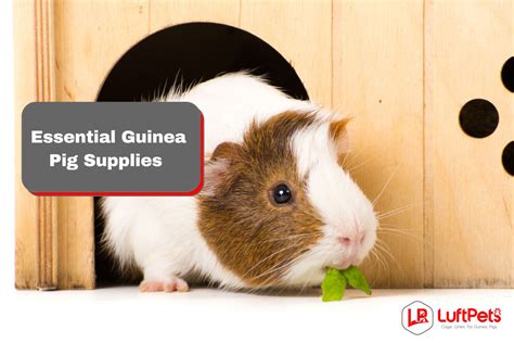 Essential Guinea Pig Supplies Checklist Everything Your Pet Needs